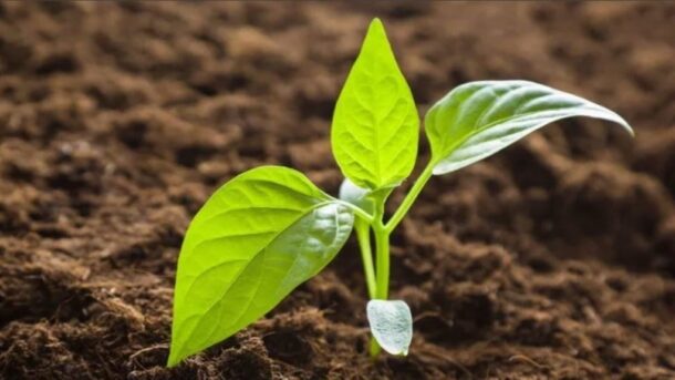 prieš sodinimą įdėjau naminių trąšų