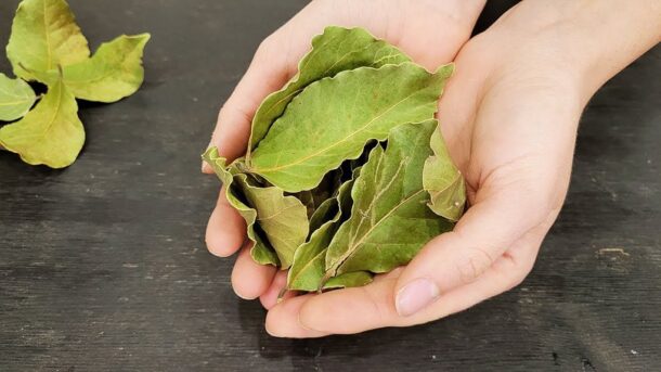 deginantis lauro lapas išsprendžia keturis