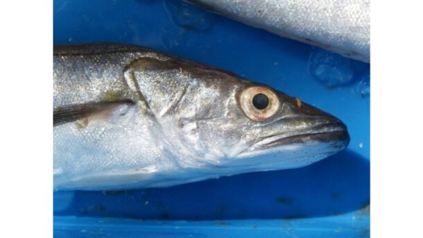 penki gedimo požymiai