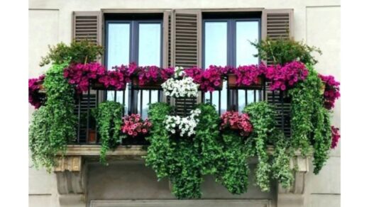 pamiršk gvazdikus karališkas