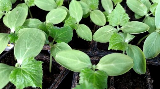 nuo vieno pakelio iki derliaus