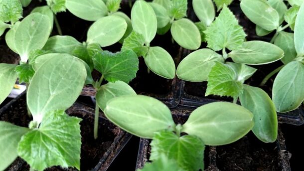 nuo vieno pakelio iki derliaus