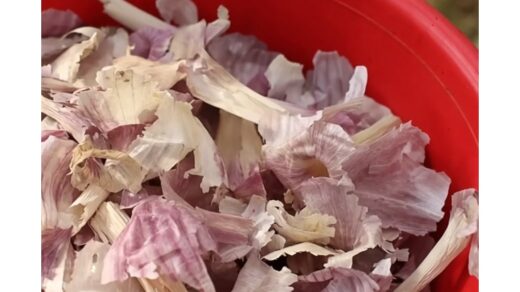 Česnakų lukštai praturtina pavasarines bulves