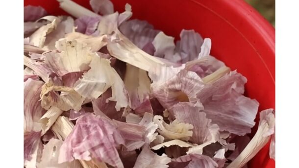 Česnakų lukštai praturtina pavasarines bulves