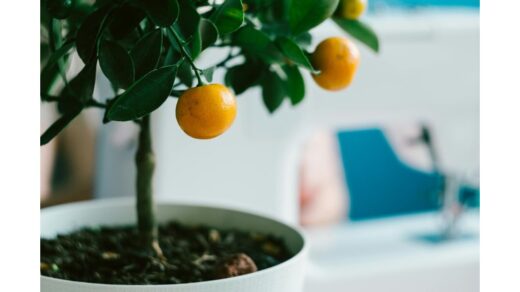 auginti citrusinį medį iš sėklos