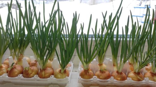 nuimkite žalumynines svogūnėles kūrybiškai naudodami kiaušinių dėžutes