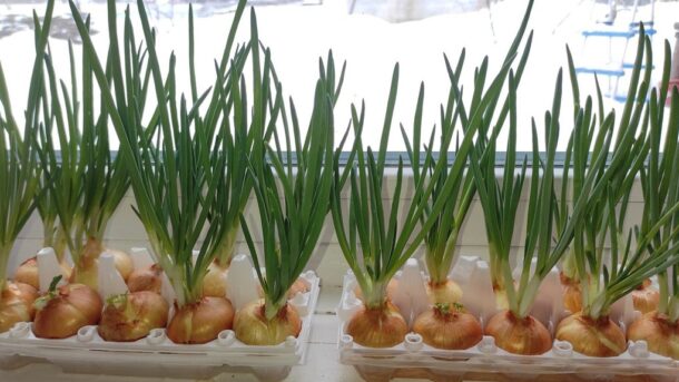 nuimkite žalumynines svogūnėles kūrybiškai naudodami kiaušinių dėžutes