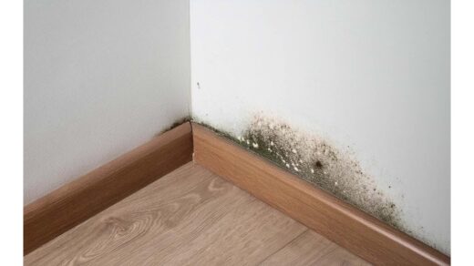 Pelėsis dingo iš namų