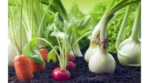 be trąšų perpildytas derlius