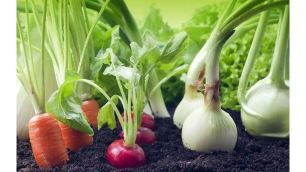 be trąšų perpildytas derlius