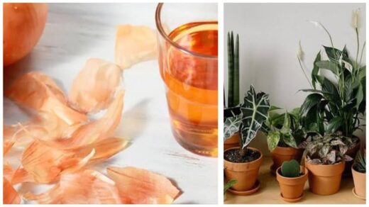 svogūnų žievelių trąšos stiprina kambarius augalus