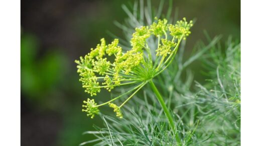 svogūnų daigai tvarkingomis eilėmis