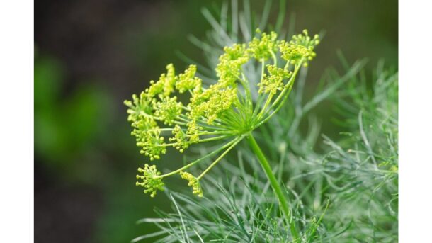 svogūnų daigai tvarkingomis eilėmis