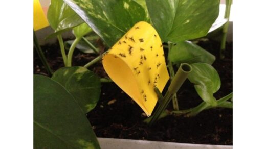 liko organinės medžiagos, lervos dingo