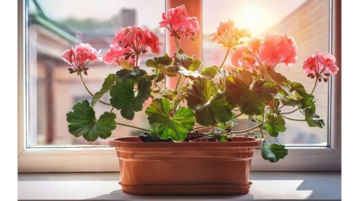 pelargonijos žydi su namų gamybos trąšomis