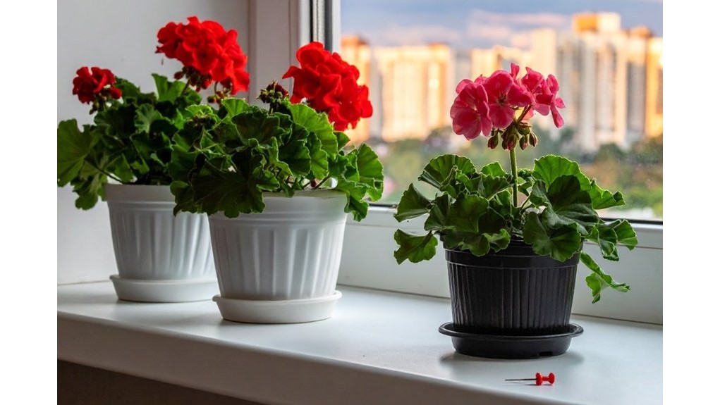 pelargonija, padengta vešliais žiedais