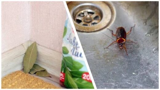 įdėkite lauro lapus į kampus