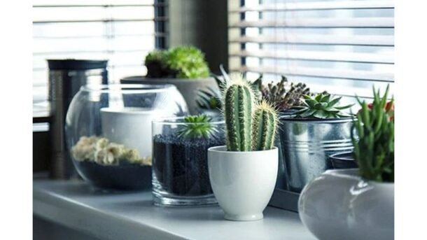 augalai, kurie kenkia laimei