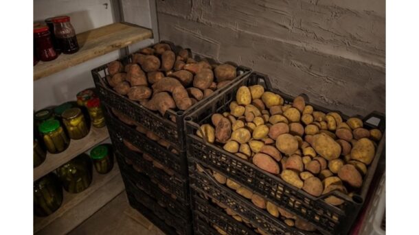 užkirsti kelią rūsio puviniui