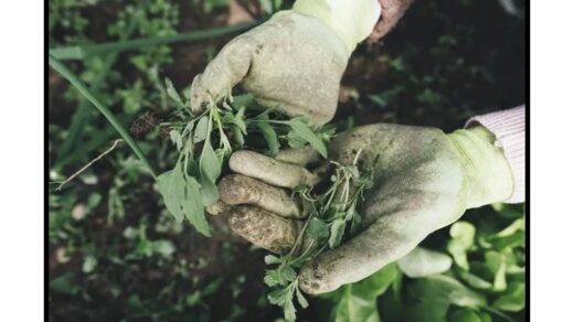 pabarstykite vieną ingredientą pavasarį