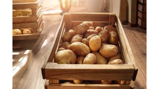 Laikomos bulvės nesudygs