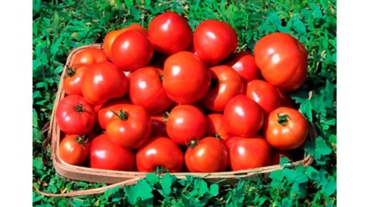 pomidorų auginimo penkios taisyklės