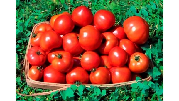 pomidorų auginimo penkios taisyklės