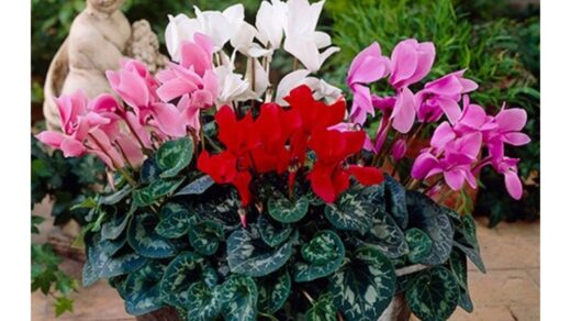 žiemą žydintis sodo pagyvintojas