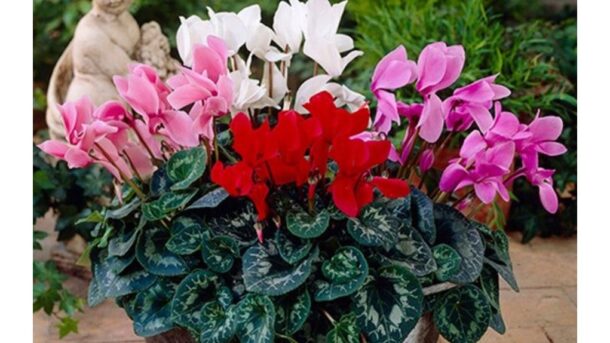 žiemą žydintis sodo pagyvintojas