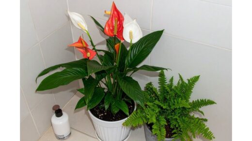 įsinešti į namus spa tipo augalus